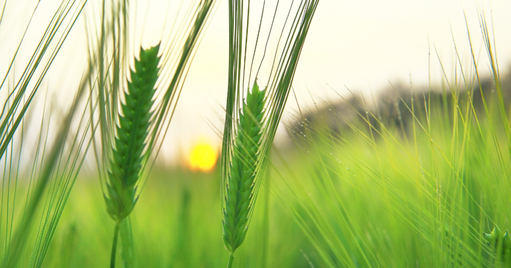 佐賀県みやき町｜ご当地PR動画